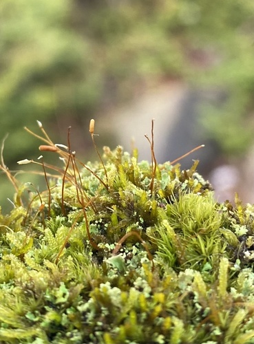 Herzogiella turfacea, 2025-01-19