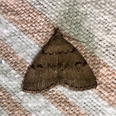 Zanclognatha dentata