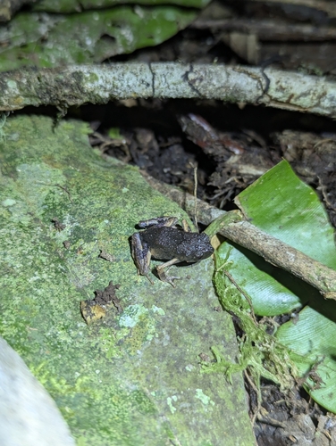 Painted Forest Toadlet, Engystomops petersi