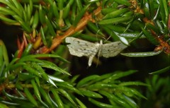 Parapoynx allionealis