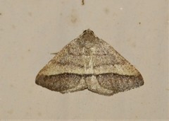 Macaria varadaria