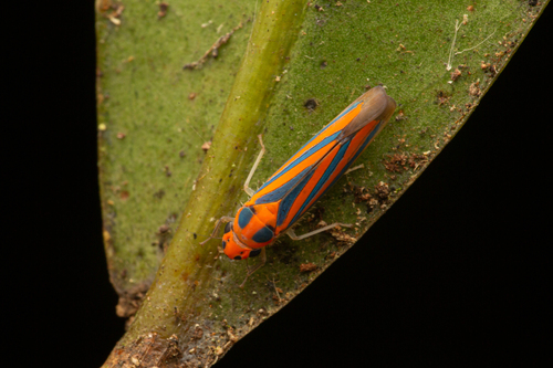 Madranga segnita