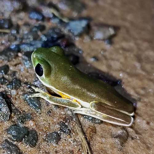 Southern Orange-legged Leaf Frog, Pithecopus azureus