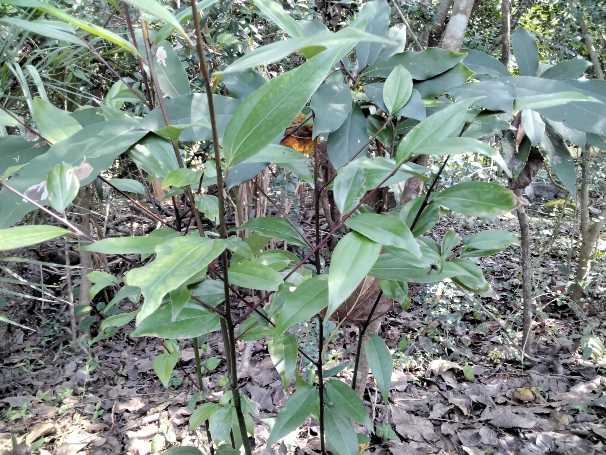 Imagem de Canela-da-China