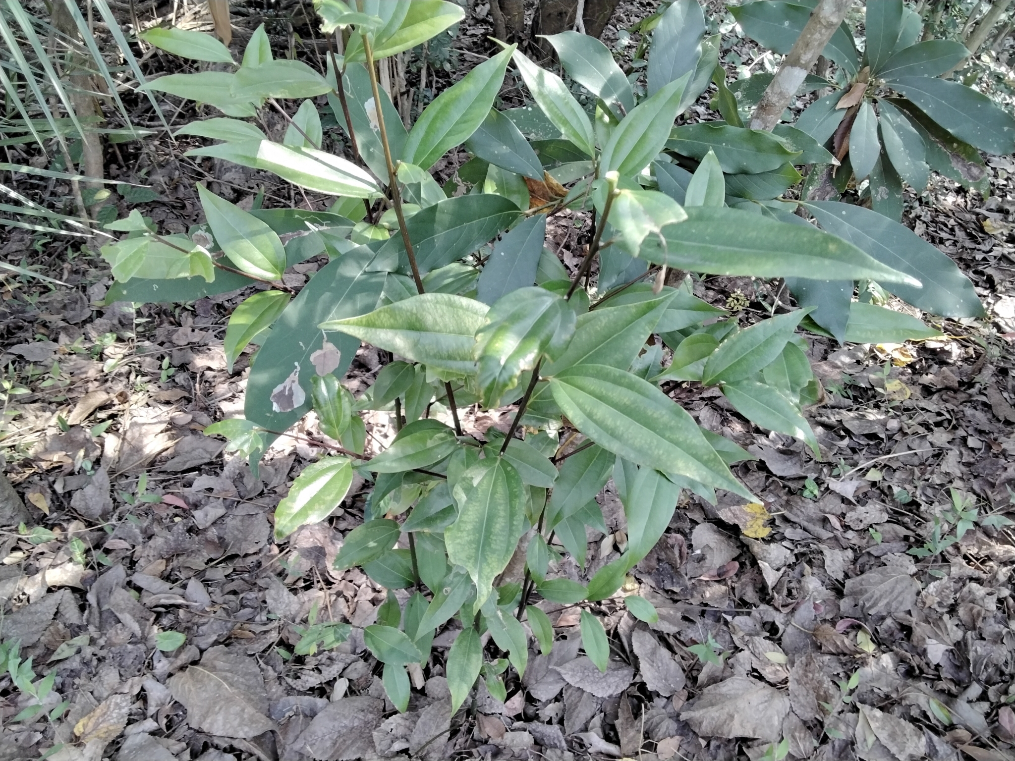 Imagem de Canela-da-China