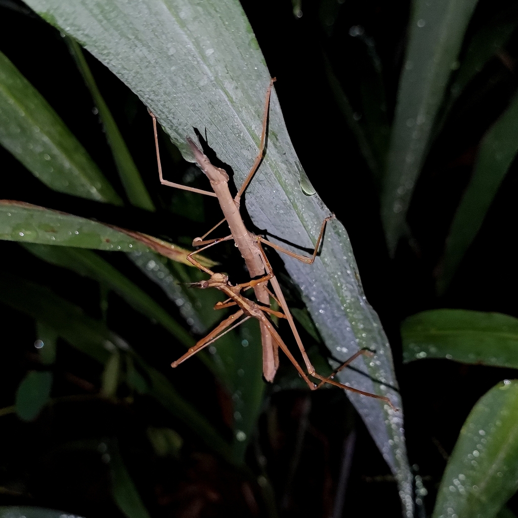 Tetanorhynchus humilis