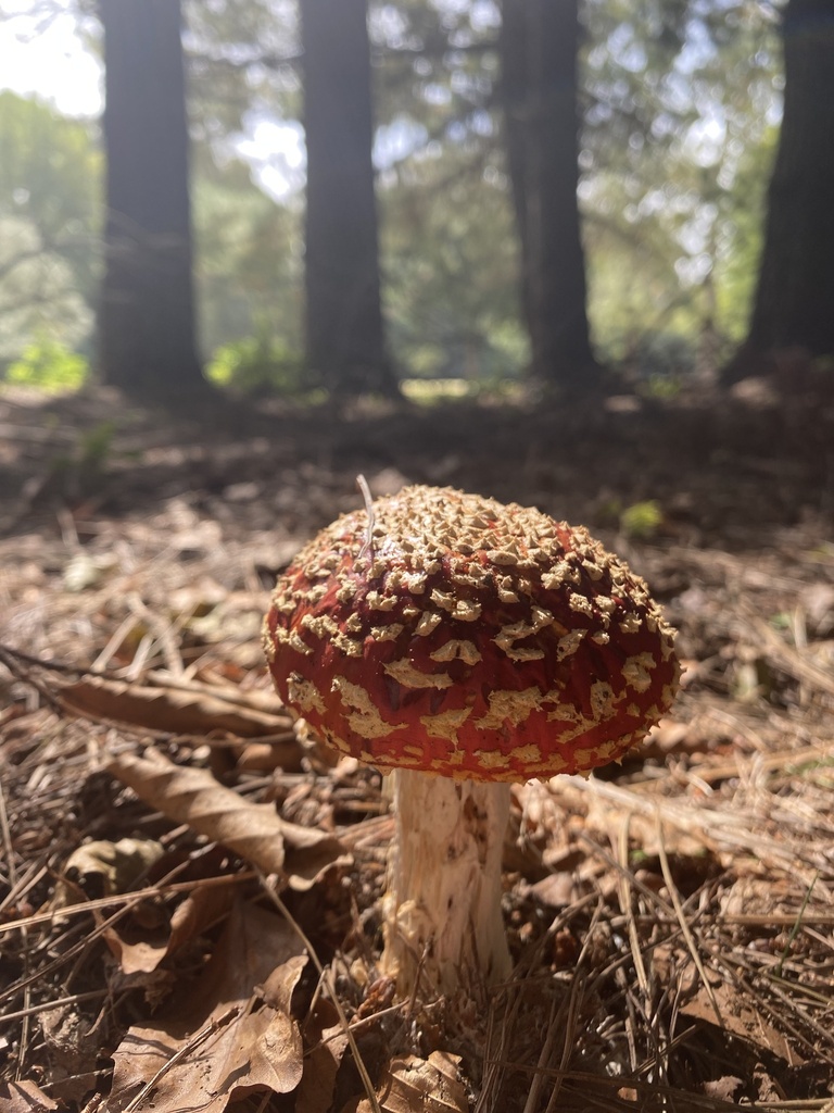 Amanita muscaria · January 2025 · photo: © acs123 (iNaturalist, cc0)
