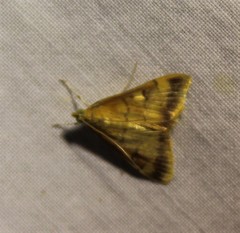 Pyrausta onythesalis