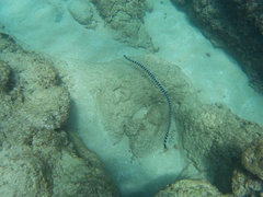Laticauda laticaudata