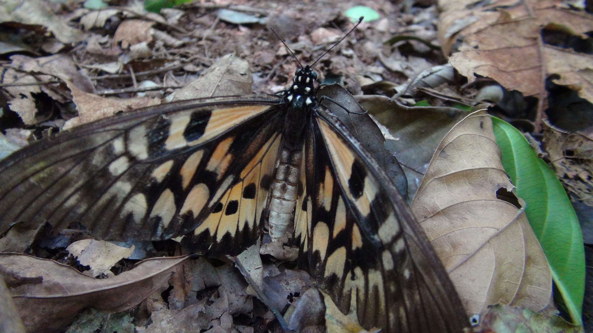 Papilio antimachus