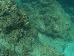 Laticauda laticaudata