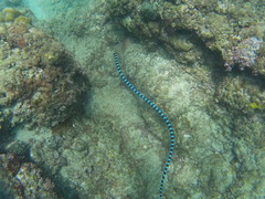 Laticauda laticaudata