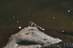 Enicurus schistaceus