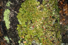 Lobaria adscripta