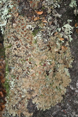 Lobaria adscripta