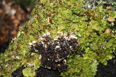 Lobaria adscripta