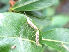 Argyresthia brockeella