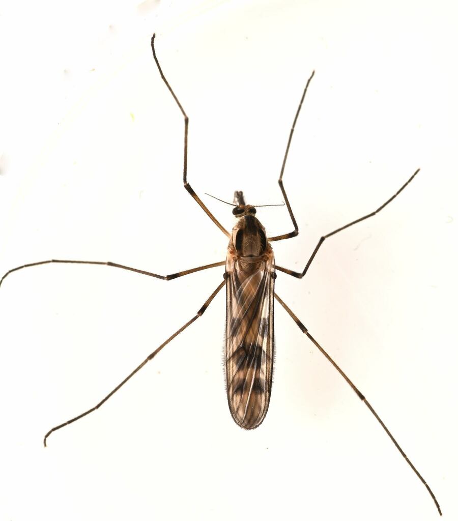 Eucorethra underwoodi
