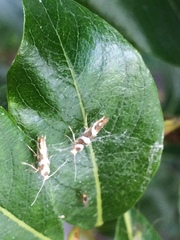 Argyresthia brockeella
