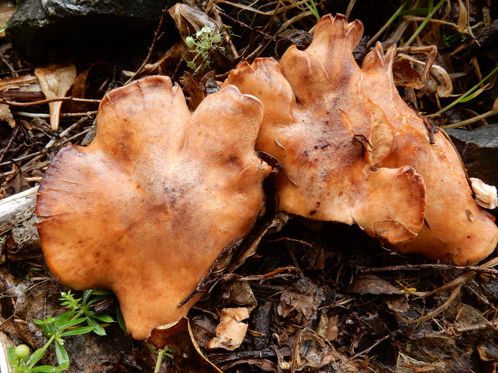 Rhodocybe piperita · January 2025 · photo: © rayjackson (iNaturalist, cc-by)