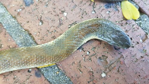 Tiger Snake sighting