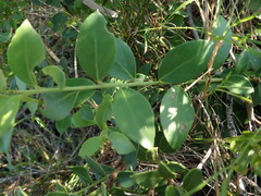 Robsonodendron maritimum