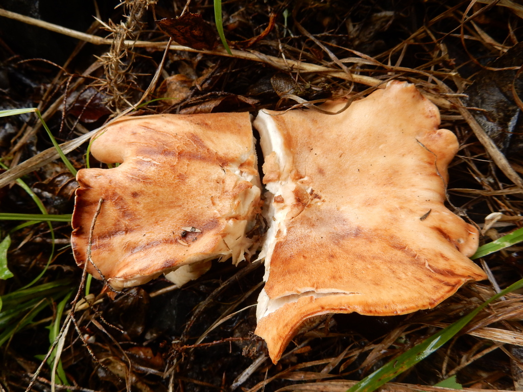 Rhodocybe piperita · January 2025 · photo: © rayjackson (iNaturalist, cc-by)