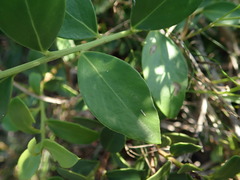 Robsonodendron maritimum