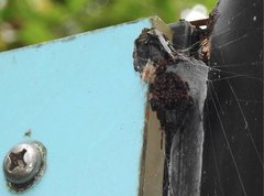 Neoscona menghaiensis