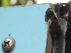 Neoscona menghaiensis