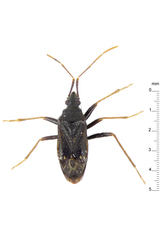 Aristaenetoides politus