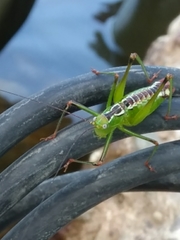 Andreiniimon nuptialis