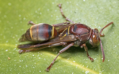 Polistes humilis synoecus