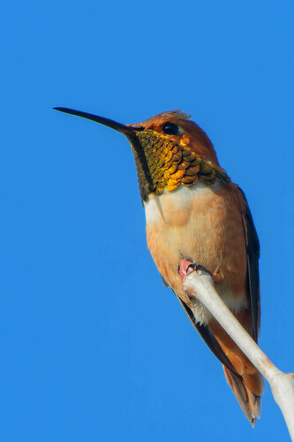 iNaturalist observation photo of Allen's Hummingbird