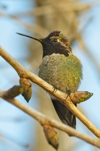 iNaturalist observation photo of Anna's Hummingbird