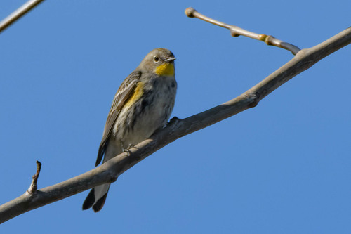 iNaturalist observation photo of Yellow-rumped Warbler