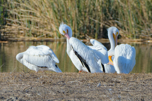 iNaturalist observation photo of American White Pelican