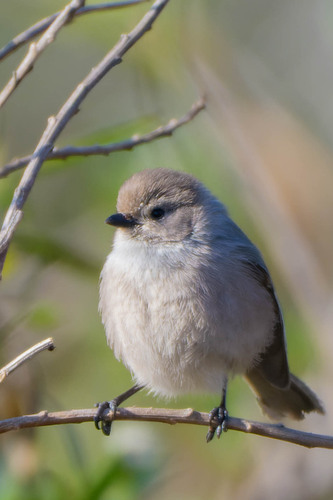 iNaturalist observation photo of Bushtit