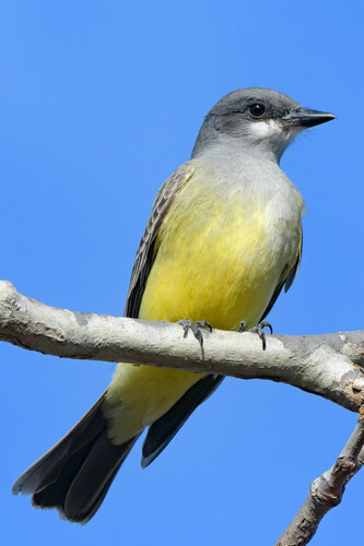 iNaturalist observation photo of Cassin's Kingbird