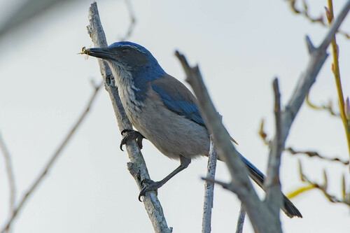 iNaturalist observation photo of California Scrub-Jay