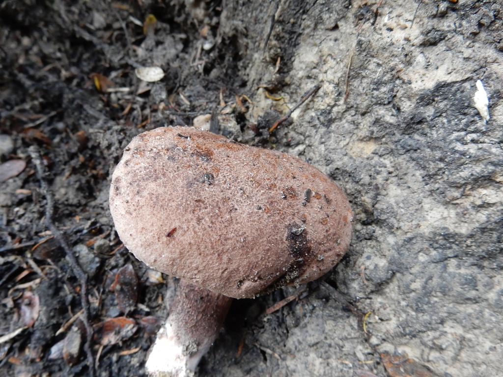 Tylopilus brunneus · January 2025 · photo: © rayjackson (iNaturalist, cc-by)