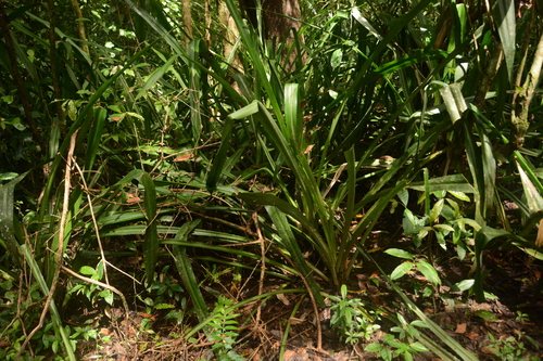 Image of Aechmea magdalenae by (c) Siddarth Machado, some rights reserved (CC BY)