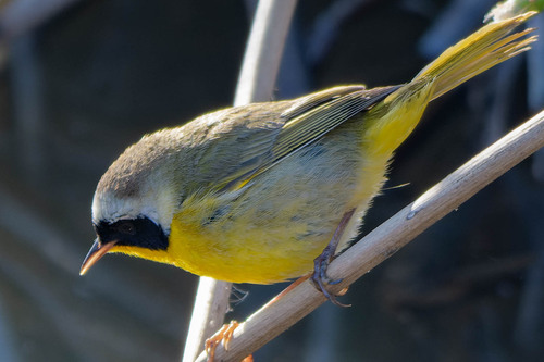 iNaturalist observation photo of Common Yellowthroat