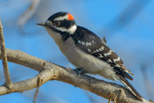 iNaturalist observation photo of Downy Woodpecker