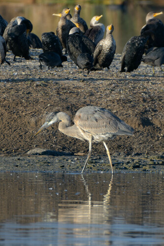 iNaturalist observation photo of Great Blue Heron