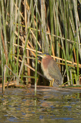 iNaturalist observation photo of Green Heron