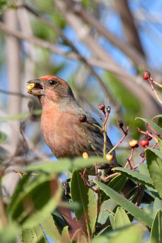 iNaturalist observation photo of House Finch
