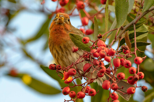 iNaturalist observation photo of House Finch