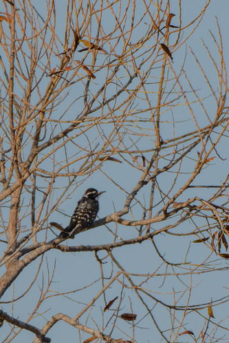 iNaturalist observation photo of Nuttall's Woodpecker