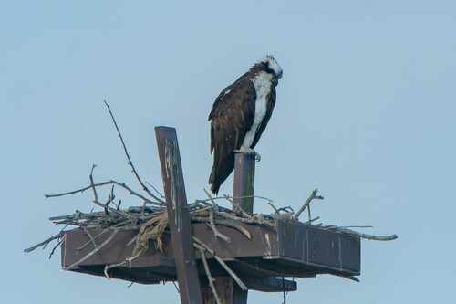 iNaturalist observation photo of Osprey